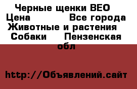 Черные щенки ВЕО › Цена ­ 5 000 - Все города Животные и растения » Собаки   . Пензенская обл.